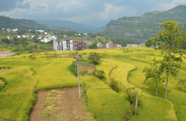丰都县龙河镇万亩有机水稻丰收在望